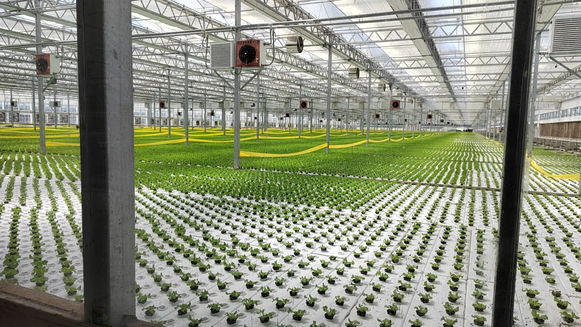 Lettuce plants at the base, illustrating robust growth and nutrient delivery in a modern facility.